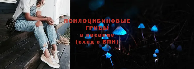 Псилоцибиновые грибы Psilocybe  Кондрово 